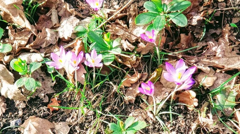 Spring flowers